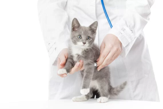 FIP in Cats: Essential Knowledge for Cat Owners